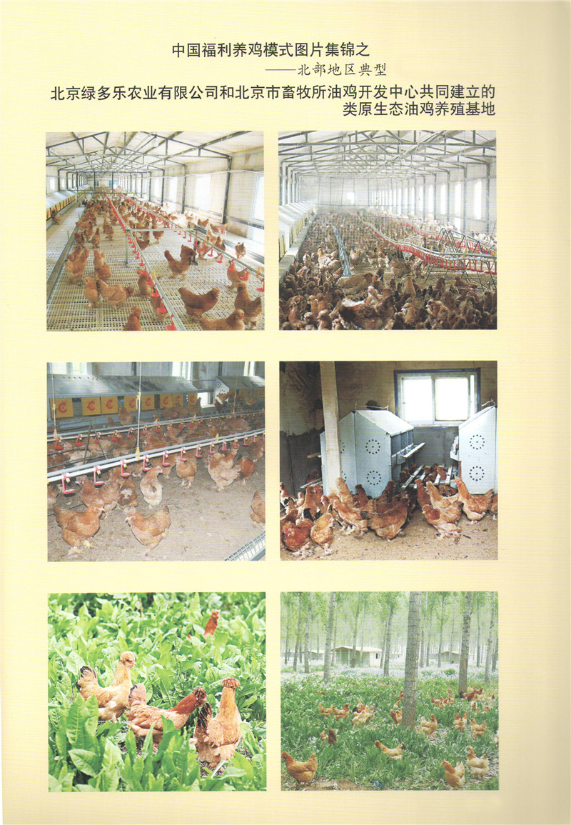 北京绿多乐农业--类原生态油鸡养殖基地.jpg