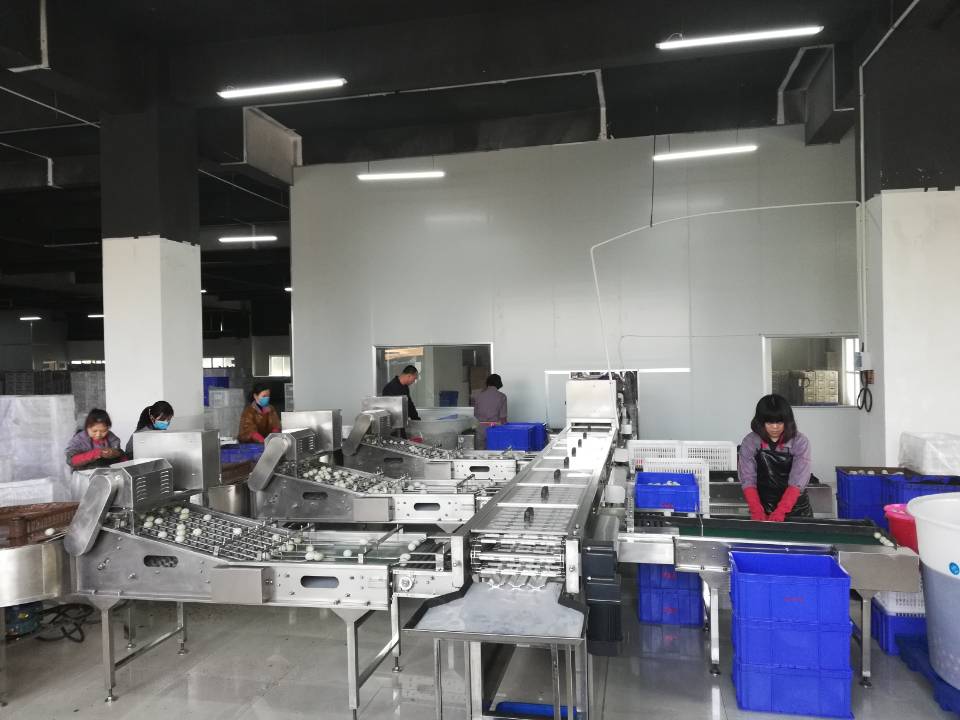 振野蛋品裂痕检测分级机之福建闽生源使用现场 振野蛋品裂痕检测分级机之福建闽生源使用现场