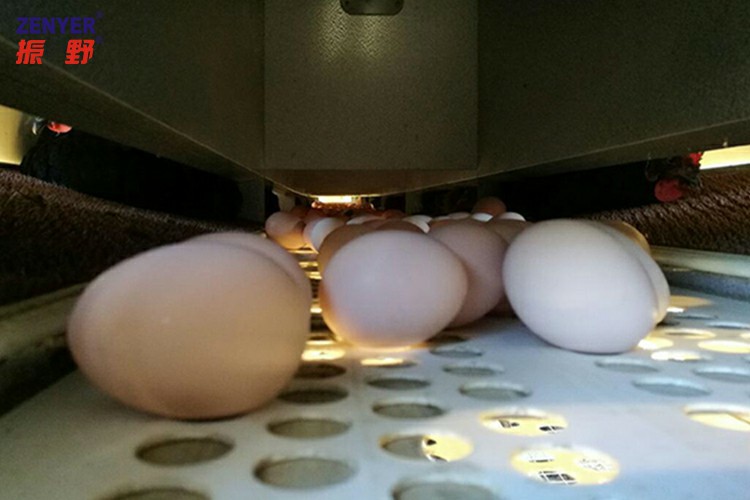 集蛋装置~2.jpg